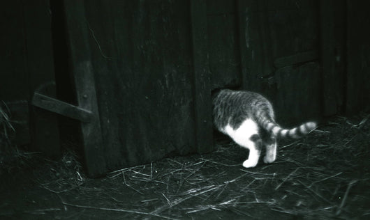 Lucky SHD100 · 35 mm · 36 exposiciones · Pack de 3