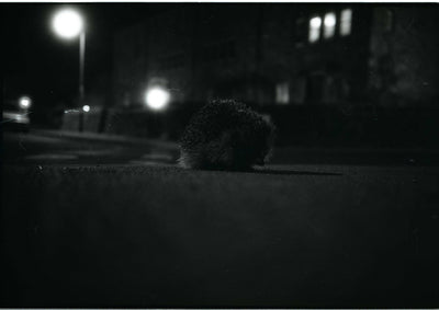 Lucky SHD100 · 35 mm · 36 exposiciones · Pack de 3