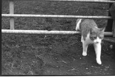 Lucky SHD100 · 35 mm · 36 exposiciones · Pack de 3