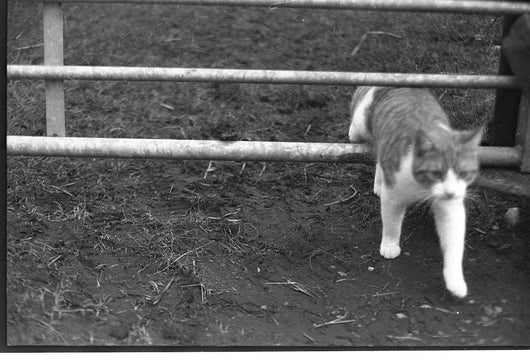 Lucky SHD100 · 35 mm · 36 exposiciones · Pack de 3